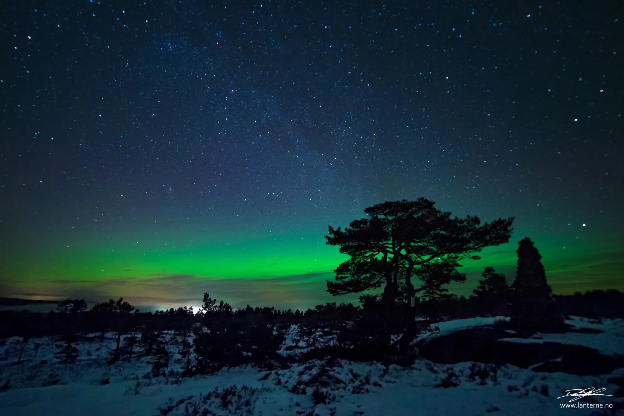 Nordlys over furutre og snølagt landskap ved Bulivarden ved Oggevatn